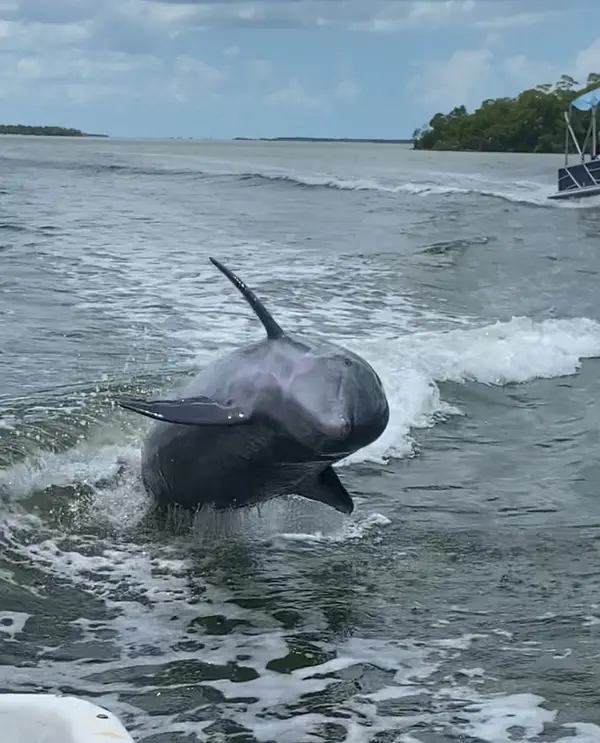 Everglades Eco Tours of Chokoloskee