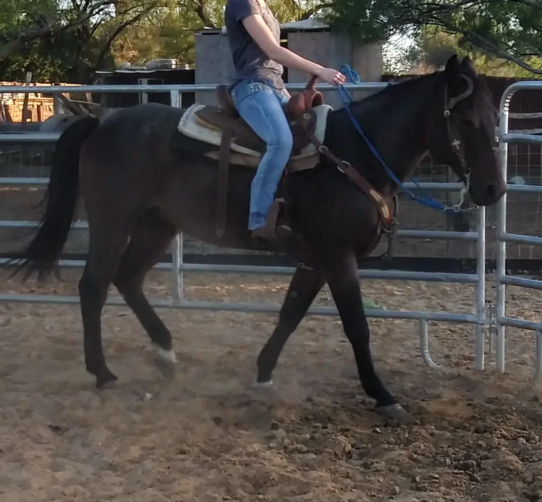 Everything Horse