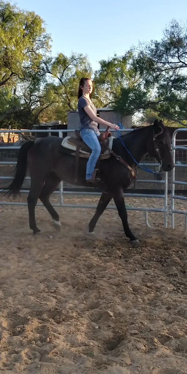 Everything Horse, photo 4