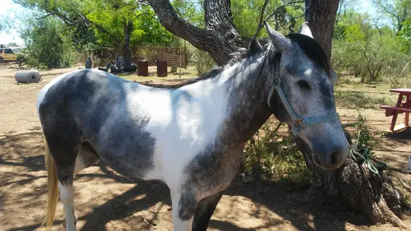 Everything Horse, photo 1