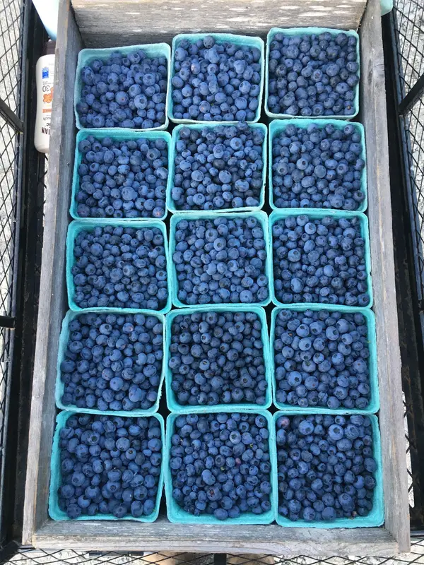 Fable Farm - U-Pick Blueberries, Fall City, WA