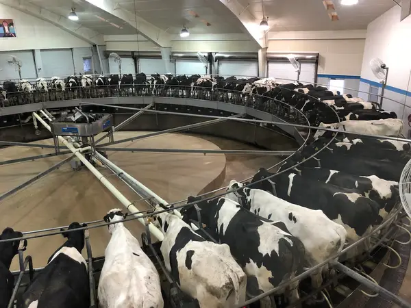 Fair Oaks Farms, Fair Oaks, IN