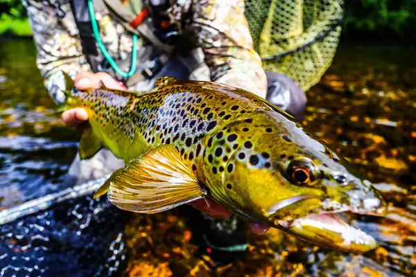 False Cast Fly Fishing
