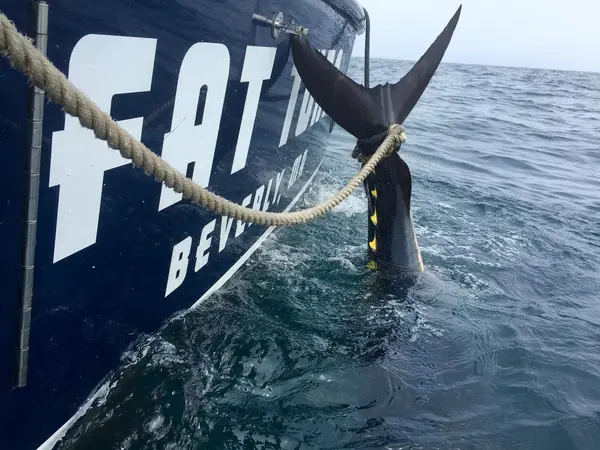 Fat Tuna Charters, Gloucester, MA