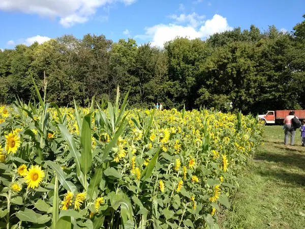 Ferguson’s Minnesota Harvest, Jordan, MN