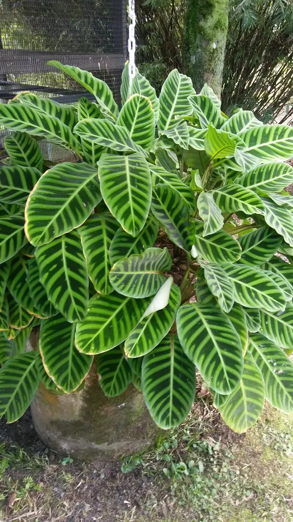Fern Forest