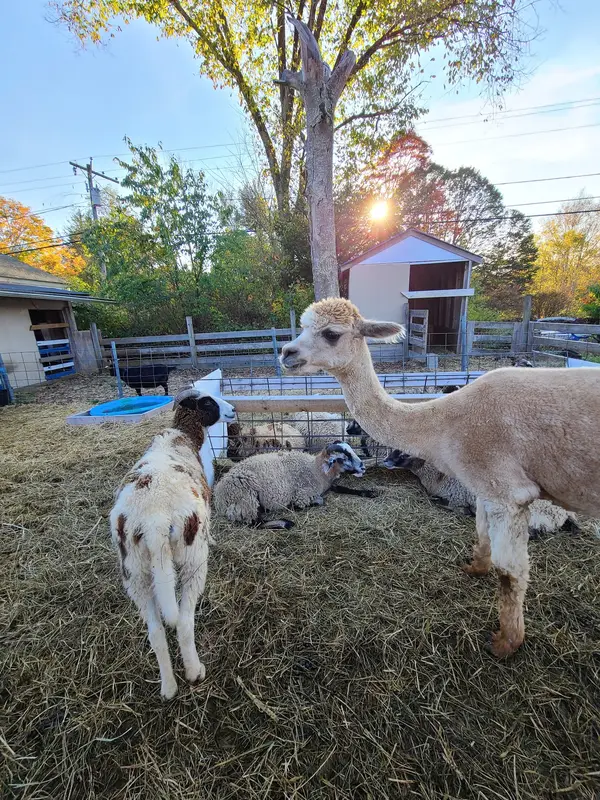 Festival Farm, Hope Valley, RI
