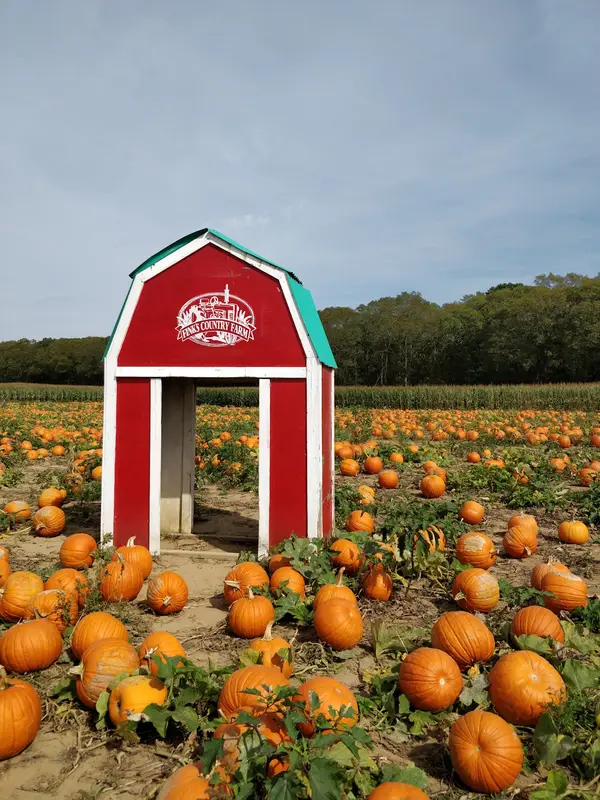 Fink's Country Farm, Manorville, NY