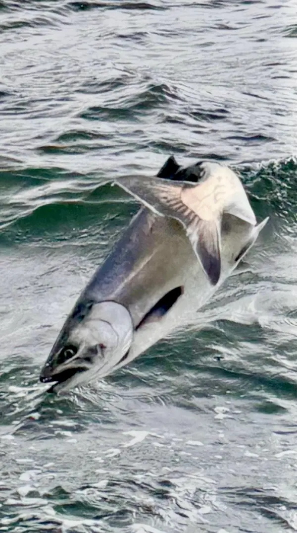 Fish Finders Private Charters