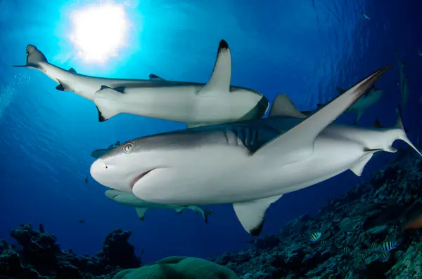 Fish 'n Fins Palau