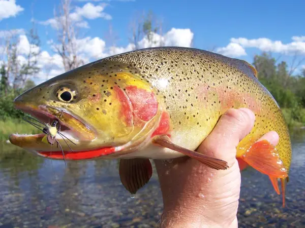 Fish The Fly Guide Service, Jackson, WY