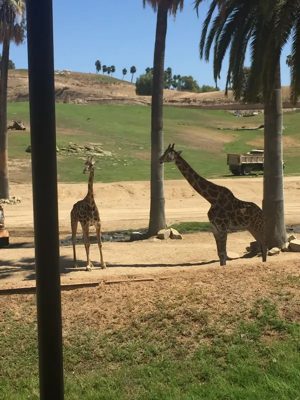 Flightline Safari, photo 1