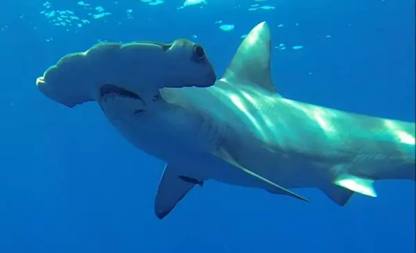 Florida Shark Diving
