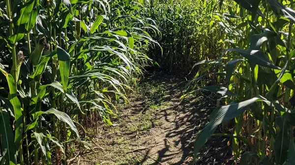 Fly Creek Valley Corn Maze and Pumpkin Patch, Fly Creek, NY
