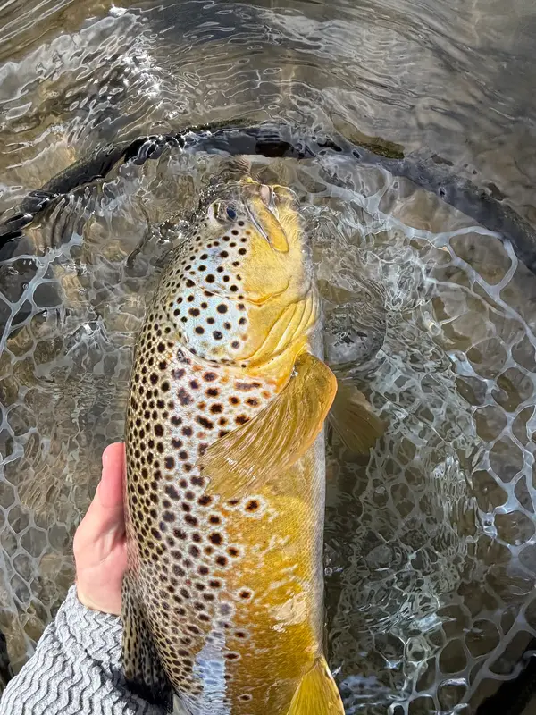 Fly Fishing Bow River, photo 3
