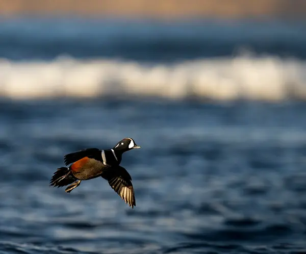 Four Flyways Outfitters