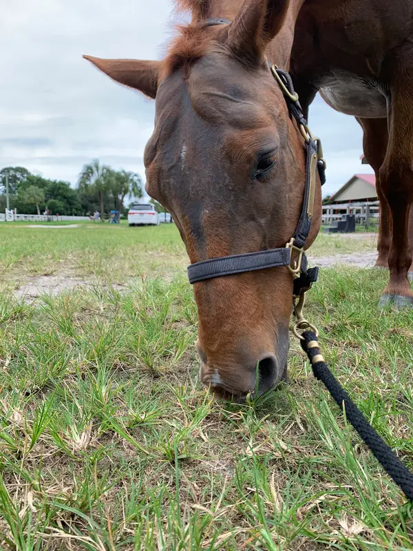 Four Gs Equestrian, photo 1