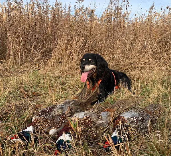 Fox Ridge Game Farm