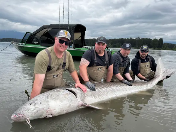 Fraser River Monsters Fishing Adventures