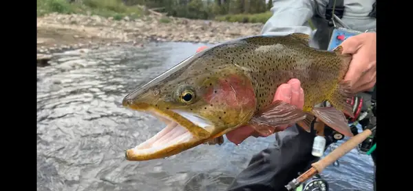 Freestone Anglers