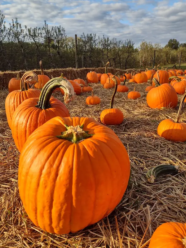 Fruit Hill Orchard, Palmyra, VA