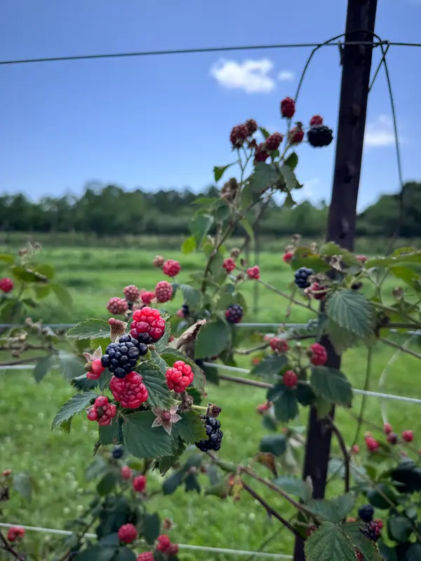 Fruits 'n Such Orchard, Dickinson, TX