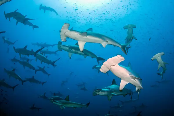 Galapagos Sky