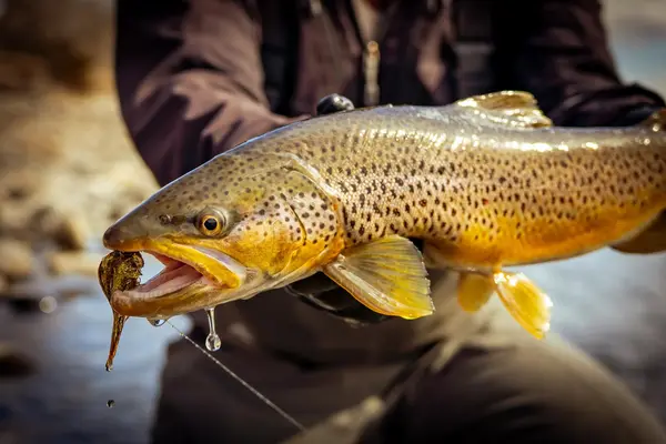 Gallatin River Guides
