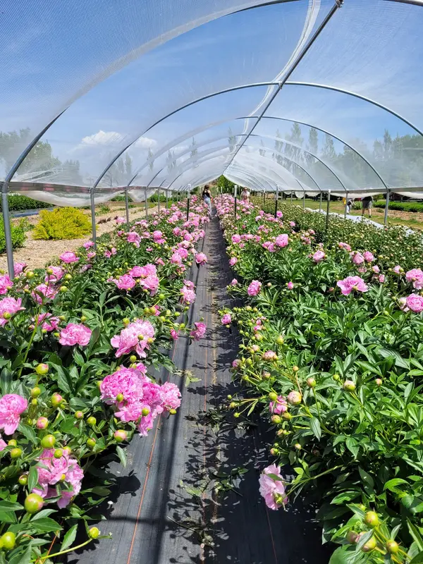 Garden Sweet, Fort Collins, CO