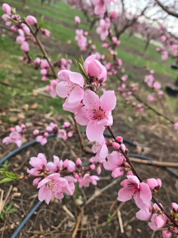 Gem Orchards - Stand #1, Emmett, ID