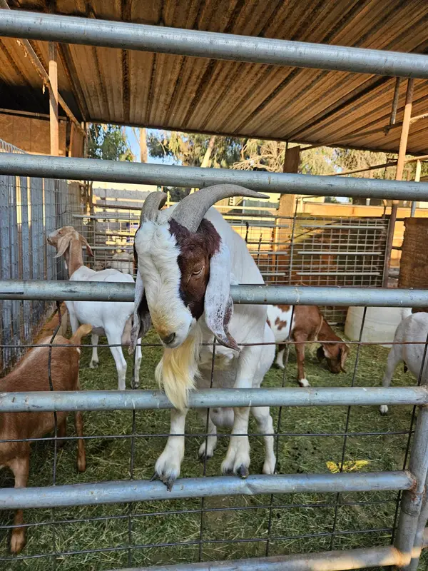 Genesis Ranch, photo 3