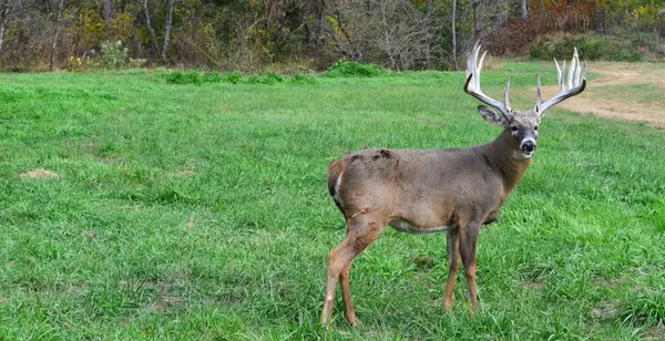Genesis Whitetails