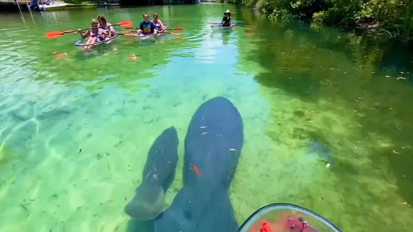 Get Up And Go Kayaking Weeki Wachee, photo 4