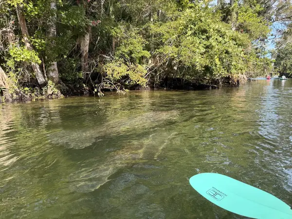 Get Up And Go Kayaking Weeki Wachee, photo 2