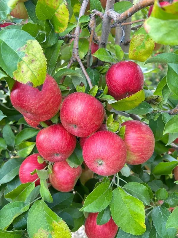 Gierach Orchards, Mequon, WI