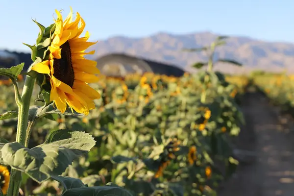 Gilcrease Orchard, Las Vegas, NV