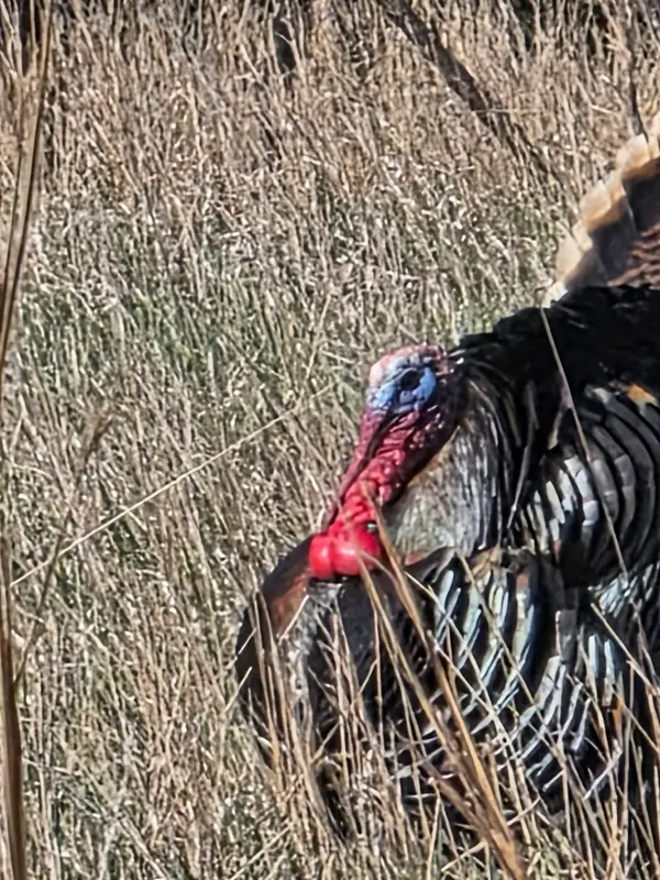 Gobble 'n Grunt Outfitters, LLC