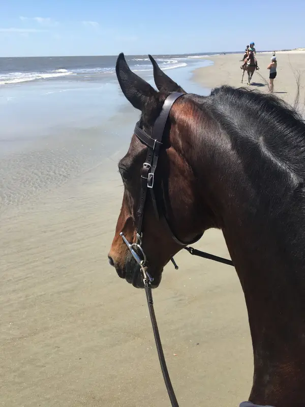 Golden Isles Riding Academy