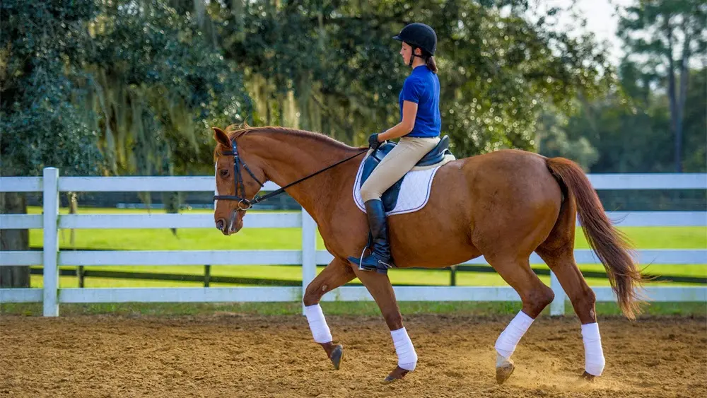 Golden Ocala Equestrian Center