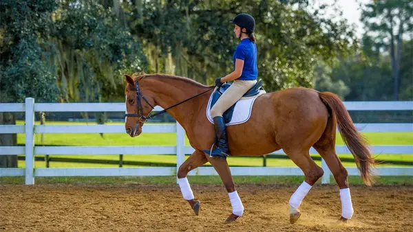 Golden Ocala Equestrian Center