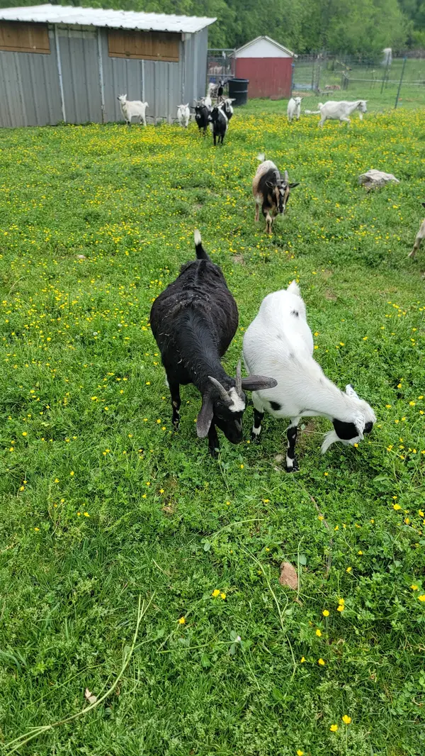 Gooseberry Bridge Farm, Rogersville, MO