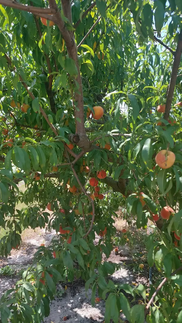 Grahams U Pick Peaches, Umatilla, FL