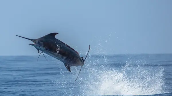 Grander Marlin Sportfishing, Kailua-Kona, HI