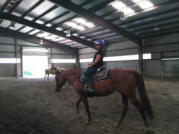 Grays Equestrian Training