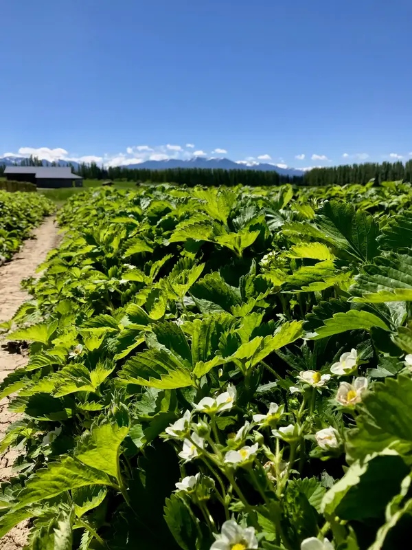 Graysmarsh Berry Farm, Sequim, WA