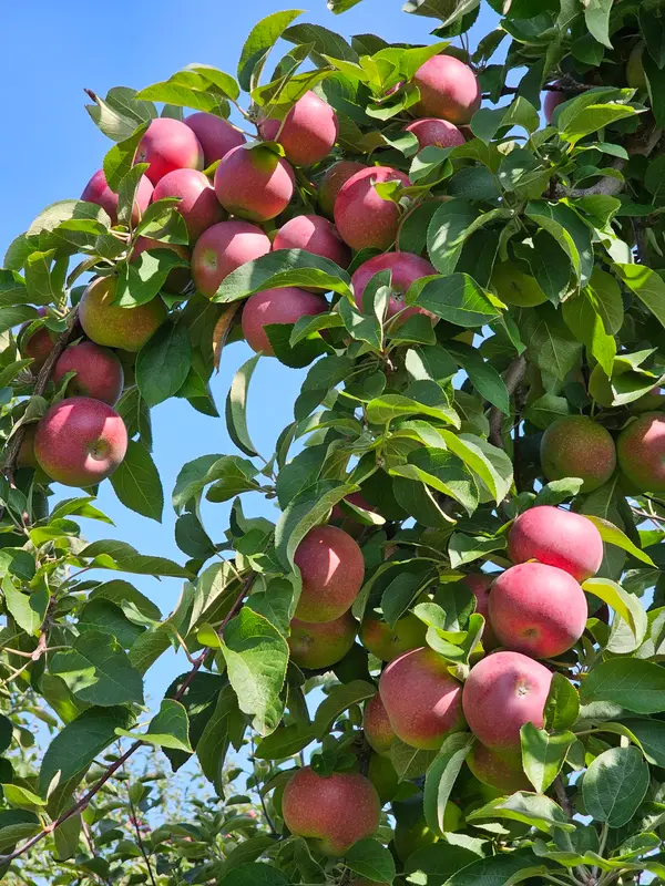 Green Mountain Orchards Inc, Putney, VT