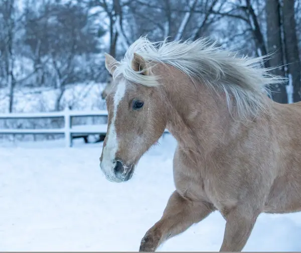 Greenbriar Riding Academy