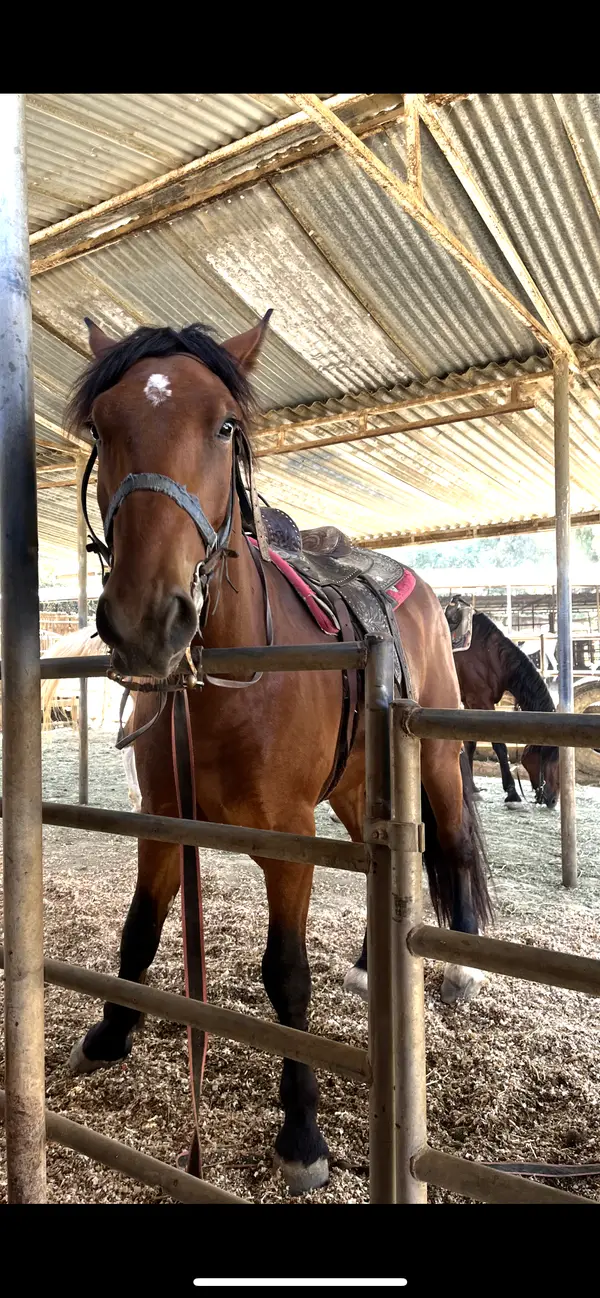 Griffith Park Horse Rentals, photo 2