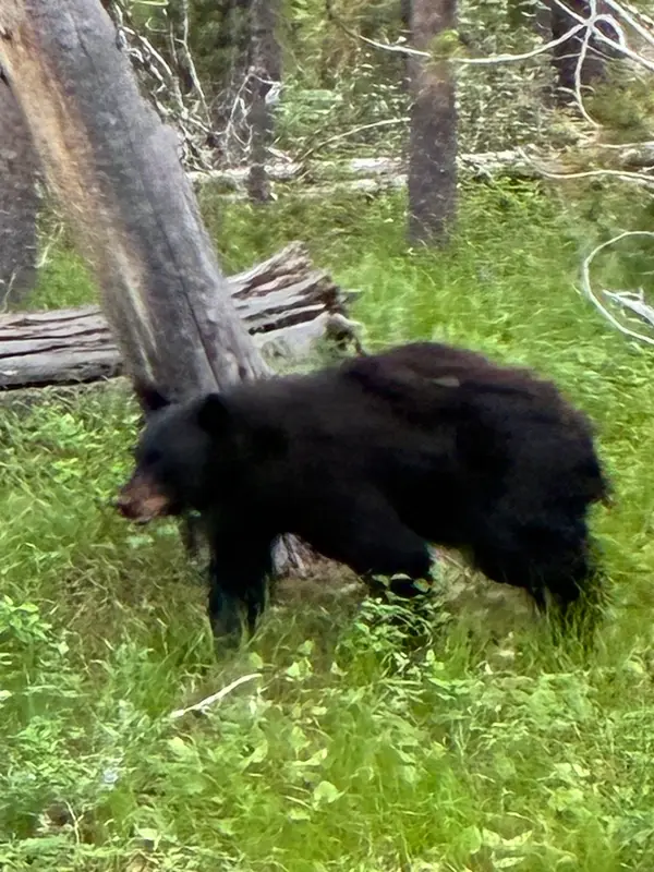 Grizzly Country Wildlife Adventures