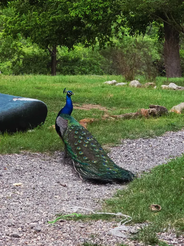 Guadalupe Canoe Livery, Spring Branch, TX